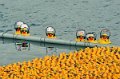 Maschsee13   719